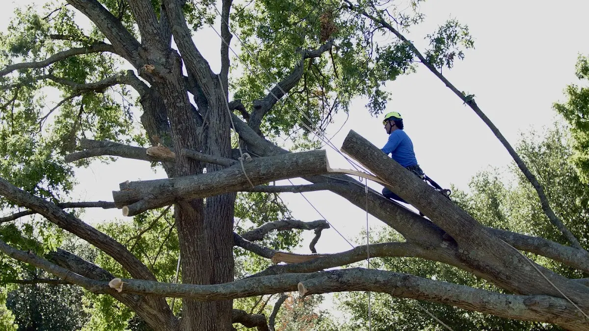 Professional Hazardous Tree Removal performed by certified arborists in Grundy