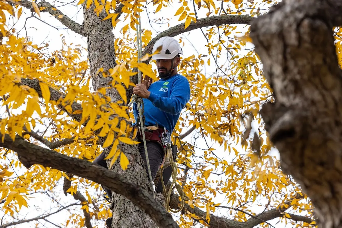 Skilled Tree Trimming crew working in Grundy
